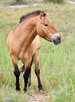 Przewalski Horses - The Worlds Last Truly Wild Horse Is Making A Comeback